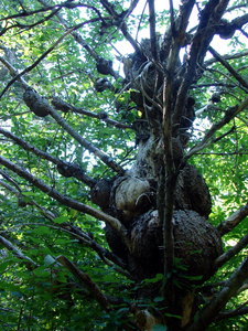 Tree With Big Growths