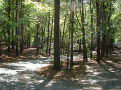 Aquia Pines-Back Wooded Area