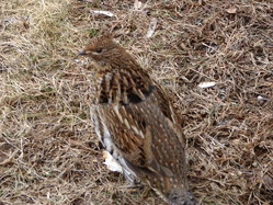 Wild Thing-Northern Bobwhite?