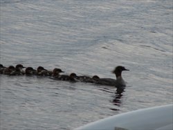"Loons" that turned out to be ducks!