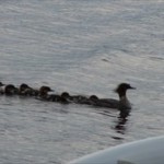 A family of loons...er, ducks!