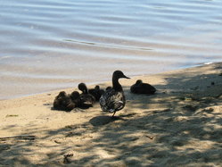 Ducky Friends Visit Our Mi-Te-Jo Site