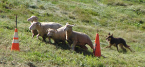 Sheepdog Competition